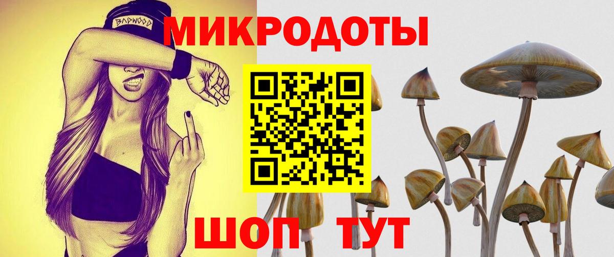 Галлюциногенные грибы Psilocybe Нальчик